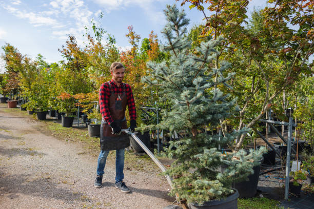 Best Root Management and Removal  in Marion, IL